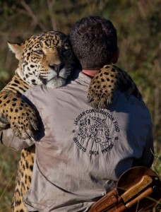 jaguars-#belicosa555