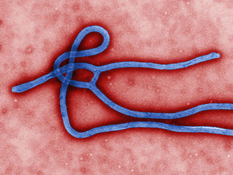 ebola-#belicosa55