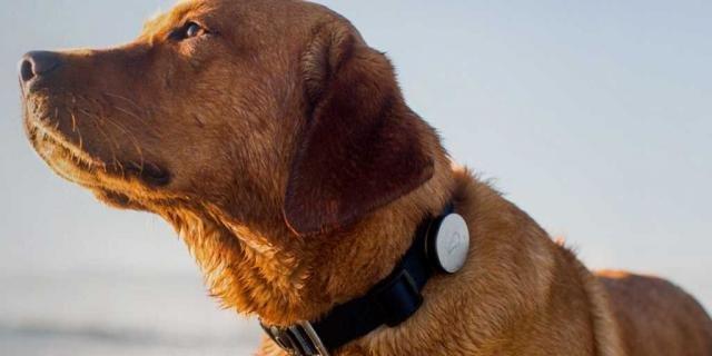 dog_with_wearable_tech-#belicosa55