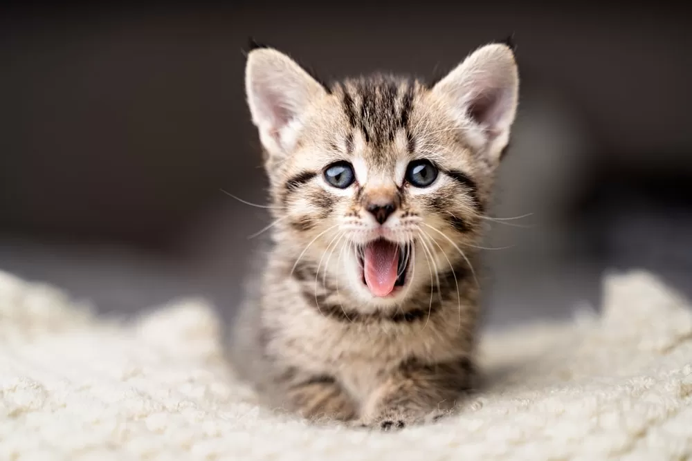 gatos como ativo de marca